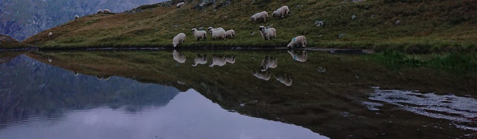 (C) Angelika Koprio